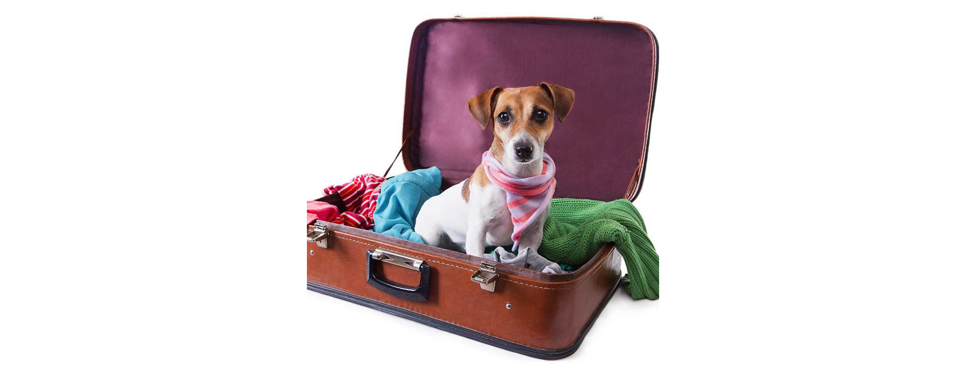 Indringing Productief Verplicht De hond mee op reis? een goed idee?